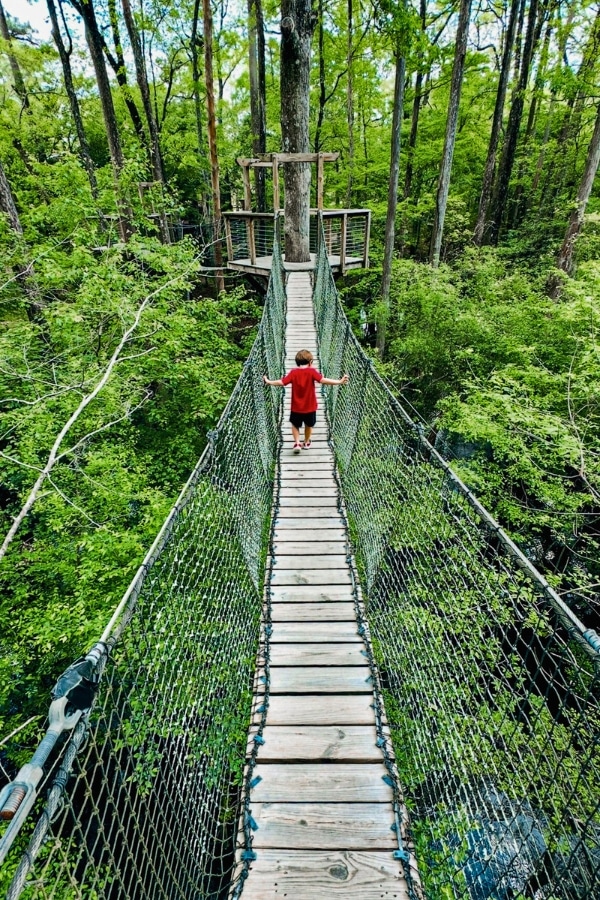 tree top canopy at Lynches River County park
